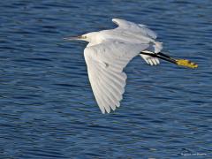 Kleine zilverreiger  20240803  Afgelopen week kon ik de kleine zilverreiger vliegend vast leggen. Dit reigertje heeft zwarte poten met gele tenen en in de zomer een lange witte kuif. 55-65 cm lang is ie en heeft een spanwijdte van 88-106 cm. Hij lijkt erg op de grote zilverreiger maar die is flink groter en heeft zwarte tenen en in de zomer een gele snavel. Volgens bronnen uit de 14de eeuw zou de kleine zilverreiger toen al in Nederland voorkomen. In de 20ste eeuw was het tot 1980 een uiterst zeldza