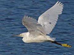 Kleine zilverreiger  20240803  Afgelopen week kon ik de kleine zilverreiger vliegend vast leggen. Dit reigertje heeft zwarte poten met gele tenen en in de zomer een lange witte kuif. 55-65 cm lang is ie en heeft een spanwijdte van 88-106 cm. Hij lijkt erg op de grote zilverreiger maar die is flink groter en heeft zwarte tenen en in de zomer een gele snavel. Volgens bronnen uit de 14de eeuw zou de kleine zilverreiger toen al in Nederland voorkomen. In de 20ste eeuw was het tot 1980 een uiterst zeldza