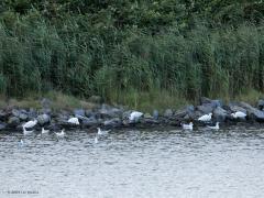 Kleine zilverreiger  20240811  Ook een lepelaar had zich tussen de kleine zilverreigers gevoegd. Ze lusten dezelfde kleine visjes maar ook graag garnaaltjes. De kleine zilverreiger is een duidelijke maat kleiner dan een lepelaar.