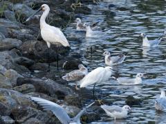 Kleine zilverreiger  20270805  Scherpenisse