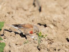 Kneu  20240805  Nu, in het zomerkleed of in het broedkleed, kunnen de mannetjes van de kneu een echt diep rode borst hebben. Alleen het rood valt op zo op een kale akker. De overige grijs en bruin tinten vallen goed weg tegen de zandkleur.