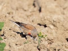 Kneu  20240805  Nu, in het zomerkleed of in het broedkleed, kunnen de mannetjes van de kneu een echt diep rode borst hebben. Alleen het rood valt op zo op een kale akker. De overige grijs en bruin tinten vallen goed weg tegen de zandkleur.