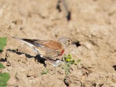 Kneu  20240805  Nu, in het zomerkleed of in het broedkleed, kunnen de mannetjes van de kneu een echt diep rode borst hebben. Alleen het rood valt op zo op een kale akker. De overige grijs en bruin tinten vallen goed weg tegen de zandkleur.