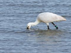 Lepelaar  20240815  Soms denk je, zou het ook niet wat minder kunnen zijn? Die ringen bedoel ik dan natuurlijk. Maar kennelijk heeft de vogel er geen last van en gedijt ie goed. Onderzoek is nuttig en heeft ook een prijs. Ik kon de metalen ring vergaand aflezen: Vogeltrekstation Arnhem Holland 8.0 zag ik erop staan. Naast die metalen ook nog vijf plastic kleurringen. Gespot in de Oosterscheld op 5 augustus j.l..