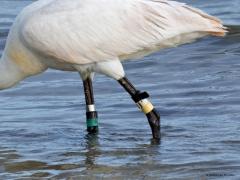 Lepelaar  20240815  Soms denk je, zou het ook niet wat minder kunnen zijn? Die ringen bedoel ik dan natuurlijk. Maar kennelijk heeft de vogel er geen last van en gedijt ie goed. Onderzoek is nuttig en heeft ook een prijs. Ik kon de metalen ring vergaand aflezen: Vogeltrekstation Arnhem Holland 8.0 zag ik erop staan. Naast die metalen ook nog vijf plastic kleurringen. Gespot in de Oosterscheld op 5 augustus j.l..