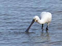 Lepelaar  20240815  Soms denk je, zou het ook niet wat minder kunnen zijn? Die ringen bedoel ik dan natuurlijk. Maar kennelijk heeft de vogel er geen last van en gedijt ie goed. Onderzoek is nuttig en heeft ook een prijs. Ik kon de metalen ring vergaand aflezen: Vogeltrekstation Arnhem Holland 8.0 zag ik erop staan. Naast die metalen ook nog vijf plastic kleurringen. Gespot in de Oosterscheld op 5 augustus j.l..