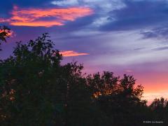 Nachtzwaluw  20240713  Afgelopen donderdag bij zonsondergang naar de heide geweest op zoek naar een nachtzwaluw. Vanwege het vele vocht in de lucht kleurde die lucht erg mooi. Eventjes liet een nachtzwaluw zich horen en zien met zijn kenmerkende vlucht en witte stippen, een volwassen mannetje dus. Kon geen goede foto maken. Ik meende nog net te zien dat de vogel wat verderop in een den ging zitten. Eigenlijk kansloos heb ik toch geprobeerd daarvan een foto te maken. Met 1/40 sec f 9 iso 12800 e