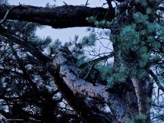 Nachtzwaluw  20240713  Afgelopen donderdag bij zonsondergang naar de heide geweest op zoek naar een nachtzwaluw. Vanwege het vele vocht in de lucht kleurde die lucht erg mooi. Eventjes liet een nachtzwaluw zich horen en zien met zijn kenmerkende vlucht en witte stippen, een volwassen mannetje dus. Kon geen goede foto maken. Ik meende nog net te zien dat de vogel wat verderop in een den ging zitten. Eigenlijk kansloos heb ik toch geprobeerd daarvan een foto te maken. Met 1/40 sec f 9 iso 12800 e