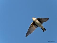 Vliegbeelden  20240816  Afgelopen maandag de lens eens op overvliegende vogels gericht. Niet altijd eenvoudig om de vogel te herkennen. Watersnip en jonge grutto's vliegen erg snel, oever- en boerenzwaluw vliegen alle kanten op, de eerstejaars zilvermeeuw lijkt erg op andere jonge meeuwen, en is het nu een sperwer of een havik.