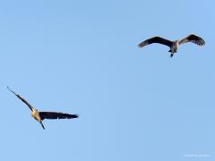 Purperreiger  20240728  Ik zag vandaag twee reigers mijn richting op vliegen. Het bleken twee jonge purperreigers te zijn, joepie, want dat gebeurt niet vaak! Zouden het broers of zusjes zijn? Kennelijk zijn ze de wijde wereld al ingetrokken. Al een beetje naar het zuiden? De laatste jaren gaat het wat beter met deze reiger in Nederland. Ons land kent weer ca. 1250 broedparen die dan steeds in kolonies broeden in het groene hart of nog hogere en natte provincies.