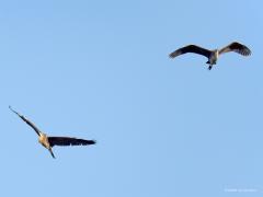 Purperreiger  20240729  Scherpenisse