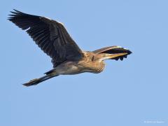 Purperreiger  20240728  Ik zag vandaag twee reigers mijn richting op vliegen. Het bleken twee jonge purperreigers te zijn, joepie, want dat gebeurt niet vaak! Zouden het broers of zusjes zijn? Kennelijk zijn ze de wijde wereld al ingetrokken. Al een beetje naar het zuiden? De laatste jaren gaat het wat beter met deze reiger in Nederland. Ons land kent weer ca. 1250 broedparen die dan steeds in kolonies broeden in het groene hart of nog hogere en natte provincies.