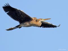 Purperreiger  20240728  Ik zag vandaag twee reigers mijn richting op vliegen. Het bleken twee jonge purperreigers te zijn, joepie, want dat gebeurt niet vaak! Zouden het broers of zusjes zijn? Kennelijk zijn ze de wijde wereld al ingetrokken. Al een beetje naar het zuiden? De laatste jaren gaat het wat beter met deze reiger in Nederland. Ons land kent weer ca. 1250 broedparen die dan steeds in kolonies broeden in het groene hart of nog hogere en natte provincies.