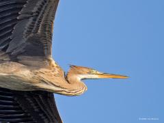 Purperreiger  20240728  Ik zag vandaag twee reigers mijn richting op vliegen. Het bleken twee jonge purperreigers te zijn, joepie, want dat gebeurt niet vaak! Zouden het broers of zusjes zijn? Kennelijk zijn ze de wijde wereld al ingetrokken. Al een beetje naar het zuiden? De laatste jaren gaat het wat beter met deze reiger in Nederland. Ons land kent weer ca. 1250 broedparen die dan steeds in kolonies broeden in het groene hart of nog hogere en natte provincies.