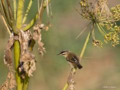 Rietzanger  20240722  Vanmorgen spotte ik een rietzanger. Nee, niet in het riet, maar in een berenklauw! Wat zoekt ie daar, toch geen blaren hoop ik. Zouden er wat insecten te vinden zijn? Het zonlicht en de achtergrond was gunstig waardoor dit zangvogeltje prachtige diepe bruin tinten liet zien naast zijn overduidelijke oogstreep.