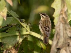 Rietzanger  20240722  Vanmorgen spotte ik een rietzanger. Nee, niet in het riet, maar in een berenklauw! Wat zoekt ie daar, toch geen blaren hoop ik. Zouden er wat insecten te vinden zijn? Het zonlicht en de achtergrond was gunstig waardoor dit zangvogeltje prachtige diepe bruin tinten liet zien naast zijn overduidelijke oogstreep.