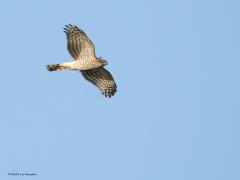 Vliegbeelden  20240816  Afgelopen maandag de lens eens op overvliegende vogels gericht. Niet altijd eenvoudig om de vogel te herkennen. Watersnip en jonge grutto's vliegen erg snel, oever- en boerenzwaluw vliegen alle kanten op, de eerstejaars zilvermeeuw lijkt erg op andere jonge meeuwen, en is het nu een sperwer of een havik.