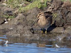 Watersnip  20240818  Een wat aparte vorm heeft de watersnip vind ik. Kort dik rond lijfje, klein kopje en een joekel van een snavel. Grappig dat het lijkt dat ie geen natte ogen wil halen, zo diep zag ik hem niet in de modder peuren. Al tientallen jaren neemt de soort af als watervogel. De weinige broedparen blijven ongeveer gelijk. Van augustus tot en met november zien we de meeste watersnippen in ons land. Deze zag ik op twaalf augustus.