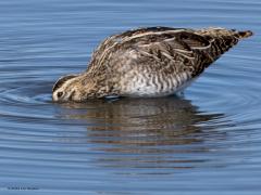 Watersnip  20240818  Een wat aparte vorm heeft de watersnip vind ik. Kort dik rond lijfje, klein kopje en een joekel van een snavel. Grappig dat het lijkt dat ie geen natte ogen wil halen, zo diep zag ik hem niet in de modder peuren. Al tientallen jaren neemt de soort af als watervogel. De weinige broedparen blijven ongeveer gelijk. Van augustus tot en met november zien we de meeste watersnippen in ons land. Deze zag ik op twaalf augustus.