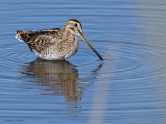 Watersnip  20240812  Schakerloopolder