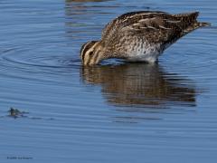 Watersnip  20240818  Een wat aparte vorm heeft de watersnip vind ik. Kort dik rond lijfje, klein kopje en een joekel van een snavel. Grappig dat het lijkt dat ie geen natte ogen wil halen, zo diep zag ik hem niet in de modder peuren. Al tientallen jaren neemt de soort af als watervogel. De weinige broedparen blijven ongeveer gelijk. Van augustus tot en met november zien we de meeste watersnippen in ons land. Deze zag ik op twaalf augustus.