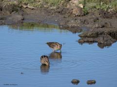 Watersnip  20240818  Een wat aparte vorm heeft de watersnip vind ik. Kort dik rond lijfje, klein kopje en een joekel van een snavel. Grappig dat het lijkt dat ie geen natte ogen wil halen, zo diep zag ik hem niet in de modder peuren. Al tientallen jaren neemt de soort af als watervogel. De weinige broedparen blijven ongeveer gelijk. Van augustus tot en met november zien we de meeste watersnippen in ons land. Deze zag ik op twaalf augustus.