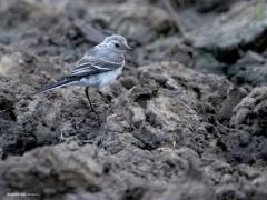 Witte kwikstaart  20240723  Twee kwikken in het zand. Eentje echt wit zwart, maar dat is dan ook de volwassen ouder. En een nog niet bijster wit en zwart, logisch want dat is nog een jonkie. Het duurt bij zangvogeltjes in de regel circa een half jaar eer het verenkleed geheel uitgegroeid en op kleur is. Bij roofvogels en meeuwen bijvoorbeeld duurt dat veel langer, jaren. Vreemd dat Sovon spreekt van de rode lijst aangaande de witte kwik. Wikipedia stelt juist dat ze in het geheel niet bedreigd zijn. D