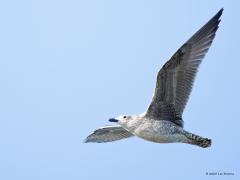 Vliegbeelden  20240816  Afgelopen maandag de lens eens op overvliegende vogels gericht. Niet altijd eenvoudig om de vogel te herkennen. Watersnip en jonge grutto's vliegen erg snel, oever- en boerenzwaluw vliegen alle kanten op, de eerstejaars zilvermeeuw lijkt erg op andere jonge meeuwen, en is het nu een sperwer of een havik.