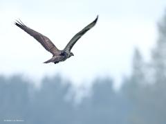 Buizerd  20240917  Je weet nooit hoe schuw een buizerd is. Daarom maar eerst een foto gemaakt vanachter de struiken. En natuurlijk heeft ie je dan al in de gaten. Zou ie me verdragen? Deze keer best wel maar uiteindelijk heeft ie het wel gezien en zoekt ie een volgende paal op. Ik heb ze wel minder mooi gezien dan deze.