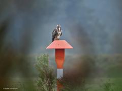 Buizerd  20240917  Je weet nooit hoe schuw een buizerd is. Daarom maar eerst een foto gemaakt vanachter de struiken. En natuurlijk heeft ie je dan al in de gaten. Zou ie me verdragen? Deze keer best wel maar uiteindelijk heeft ie het wel gezien en zoekt ie een volgende paal op. Ik heb ze wel minder mooi gezien dan deze.