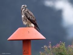 Buizerd  20240917  Je weet nooit hoe schuw een buizerd is. Daarom maar eerst een foto gemaakt vanachter de struiken. En natuurlijk heeft ie je dan al in de gaten. Zou ie me verdragen? Deze keer best wel maar uiteindelijk heeft ie het wel gezien en zoekt ie een volgende paal op. Ik heb ze wel minder mooi gezien dan deze.