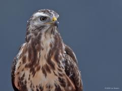 Buizerd  20240917  Je weet nooit hoe schuw een buizerd is. Daarom maar eerst een foto gemaakt vanachter de struiken. En natuurlijk heeft ie je dan al in de gaten. Zou ie me verdragen? Deze keer best wel maar uiteindelijk heeft ie het wel gezien en zoekt ie een volgende paal op. Ik heb ze wel minder mooi gezien dan deze.