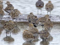 Goudplevier  20240919  Deze mooie plevier heeft tot 1937 nog in Nederland gebroed in hoogveen- en heidegebieden, daarna niet meer. We moeten het nu dus hebben van wintergasten. En die zijn ruim aanwezig in de wintermaanden langs de kustprovincies en langs bijvoorbeeld de Oosterschelde, denk aan ca. 200.000 vogels. In hun winterjas zit veel minder zwart dan in hun zomerjas. Ze rusten graag samen op een eilandje waar bijvoorbeeld vossen niet naar toe kunnen komen.