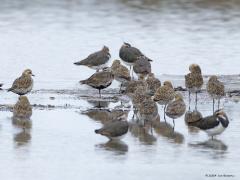 Goudplevier  20240919  Deze mooie plevier heeft tot 1937 nog in Nederland gebroed in hoogveen- en heidegebieden, daarna niet meer. We moeten het nu dus hebben van wintergasten. En die zijn ruim aanwezig in de wintermaanden langs de kustprovincies en langs bijvoorbeeld de Oosterschelde, denk aan ca. 200.000 vogels. In hun winterjas zit veel minder zwart dan in hun zomerjas. Ze rusten graag samen op een eilandje waar bijvoorbeeld vossen niet naar toe kunnen komen.