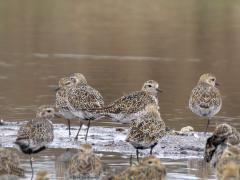 Goudplevier  20240919  Deze mooie plevier heeft tot 1937 nog in Nederland gebroed in hoogveen- en heidegebieden, daarna niet meer. We moeten het nu dus hebben van wintergasten. En die zijn ruim aanwezig in de wintermaanden langs de kustprovincies en langs bijvoorbeeld de Oosterschelde, denk aan ca. 200.000 vogels. In hun winterjas zit veel minder zwart dan in hun zomerjas. Ze rusten graag samen op een eilandje waar bijvoorbeeld vossen niet naar toe kunnen komen.