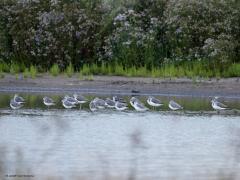 Groenpootruiter  20240916  Ze ogen heel licht, mooi, zo in winterkleed. Hebben inderdaad groenachtige lange poten. Broeden niet in ons land dus zie je alleen enkele vogels die op doortrek zijn. Denk aan een paar duizend vogels in totaal hier in ons land. Ook in Zundert kun je er eentje eventjes aantreffen langs de beek, in de Matjes of Oude Buisse Heide etc. Meestal alleen maar ook wel in groepjes zoals hier. Ze zijn onderweg van Noord Europa en Rusland naar het warmere zuiden. Hun roep klinkt ook g