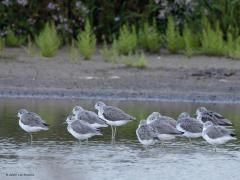 Groenpootruiter  20240916  Ze ogen heel licht, mooi, zo in winterkleed. Hebben inderdaad groenachtige lange poten. Broeden niet in ons land dus zie je alleen enkele vogels die op doortrek zijn. Denk aan een paar duizend vogels in totaal hier in ons land. Ook in Zundert kun je er eentje eventjes aantreffen langs de beek, in de Matjes of Oude Buisse Heide etc. Meestal alleen maar ook wel in groepjes zoals hier. Ze zijn onderweg van Noord Europa en Rusland naar het warmere zuiden. Hun roep klinkt ook g