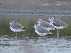 Groenpootruiter  20240916  Ze ogen heel licht, mooi, zo in winterkleed. Hebben inderdaad groenachtige lange poten. Broeden niet in ons land dus zie je alleen enkele vogels die op doortrek zijn. Denk aan een paar duizend vogels in totaal hier in ons land. Ook in Zundert kun je er eentje eventjes aantreffen langs de beek, in de Matjes of Oude Buisse Heide etc. Meestal alleen maar ook wel in groepjes zoals hier. Ze zijn onderweg van Noord Europa en Rusland naar het warmere zuiden. Hun roep klinkt ook g