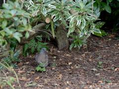 Houtduif  20240828  Een week terug liet ik zien een jonge houtduif op een nest in mijn tuin. Dat bleken er overigens twee te zijn, eentje hield zich toen volledig verdekt. Vandaag was het nest leeg en zag ik ze beide in de tuin rond hangen. Het zijn nog steeds geen schoonheden.