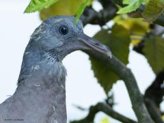 Houtduif  20240828  Een week terug liet ik zien een jonge houtduif op een nest in mijn tuin. Dat bleken er overigens twee te zijn, eentje hield zich toen volledig verdekt. Vandaag was het nest leeg en zag ik ze beide in de tuin rond hangen. Het zijn nog steeds geen schoonheden.