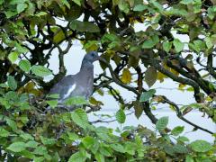 Houtduif  20240828  Een week terug liet ik zien een jonge houtduif op een nest in mijn tuin. Dat bleken er overigens twee te zijn, eentje hield zich toen volledig verdekt. Vandaag was het nest leeg en zag ik ze beide in de tuin rond hangen. Het zijn nog steeds geen schoonheden.