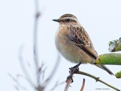 Paapje  20240918  September is een goede maand om een paapje te zien. Je moet het hebben van de trek want broedvogels hebben we nog nauwelijks in ons land. Tot in het midden van de twintigste eeuw kwam het Paapje algemeen voor in ons land. De soort profiteerde van het extensief gebruikte agrarisch gebied met bloemrijke hooilanden die pas laat in het seizoen gemaaid werden. Daar kwam verandering in met de intensivering van de landbouw. Door verdroging, vermesting, vaker en eerder in het jaar maaien, 