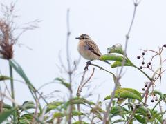 Paapje  20240918  September is een goede maand om een paapje te zien. Je moet het hebben van de trek want broedvogels hebben we nog nauwelijks in ons land. Tot in het midden van de twintigste eeuw kwam het Paapje algemeen voor in ons land. De soort profiteerde van het extensief gebruikte agrarisch gebied met bloemrijke hooilanden die pas laat in het seizoen gemaaid werden. Daar kwam verandering in met de intensivering van de landbouw. Door verdroging, vermesting, vaker en eerder in het jaar maaien, 