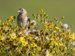 Putter  20240906  Het volwassen puttertje is veel mooier dan de jonkies. Die uitgegroeide vogeltjes hebben een frappant gekleurd koppie, met dat rood wit en zwart. Meneer en vrouw zien er hetzelfde uit. Die jonkies doen er meerdere maanden over om van saai naar fraai gekleurd te gaan. Hier een oudje en twee jonkies, het verschil is overduidelijk.