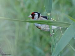 Putter  20240906  Het volwassen puttertje is veel mooier dan de jonkies. Die uitgegroeide vogeltjes hebben een frappant gekleurd koppie, met dat rood wit en zwart. Meneer en vrouw zien er hetzelfde uit. Die jonkies doen er meerdere maanden over om van saai naar fraai gekleurd te gaan. Hier een oudje en twee jonkies, het verschil is overduidelijk.