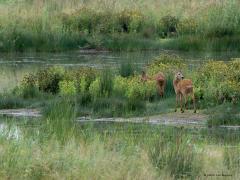 Ree  20240909  Noordwaardpolder