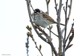 Rietgors  20240418  Bleke Heide