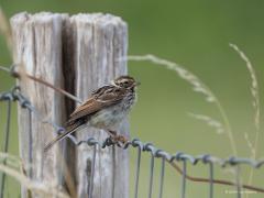 Rietgors  20240826  Augustus is niet de beste maand om rietgorzen te zien. In het voorjaar zijn er veel meer in ons land. Ook in november is er een piekje. De rietgors is deels standvogel en deels trekker. Het is niet moeilijk om het mannetje te herkennen, die heb je zo geleerd, mede door zijn goed herkenbaar liedje. Het vrouwtje heeft niet die voor meneer kenmerkende zwarte kop.