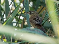 Rietzanger  20240904  Ik zag maandag wat riet bewegen. Keek wat langer en beter en zag een vogel tussen de stengels rond scharrelen. Het bleek, heel toepasselijk, een rietzanger te zijn. Alhoewel, laat dat zanger er maar af want zijn zangtijd is al weer voorbij. Hij of zij had het ook te druk met vliegjes vangen.