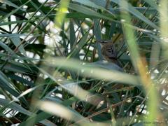 Rietzanger  20240904  Ik zag maandag wat riet bewegen. Keek wat langer en beter en zag een vogel tussen de stengels rond scharrelen. Het bleek, heel toepasselijk, een rietzanger te zijn. Alhoewel, laat dat zanger er maar af want zijn zangtijd is al weer voorbij. Hij of zij had het ook te druk met vliegjes vangen.